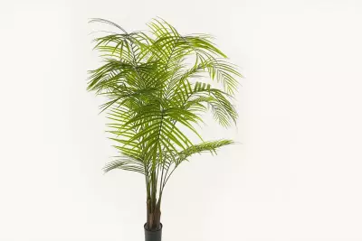 Areková palma UV Green H175 D120