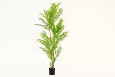 Chamaedorea palma zelená H180 D100