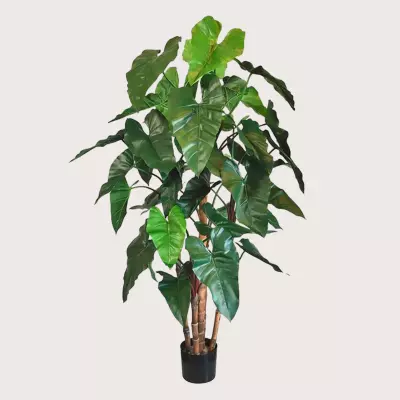 Philodendron Deluxe zelený H170 D80