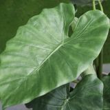 Umělá rostlina Alocasia Calidora Green 80 cm