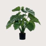 Umělá rostlina Alocasia Calidora Green 60 cm