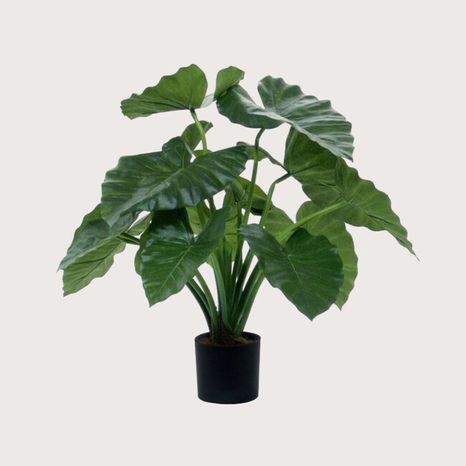 Umělá rostlina Alocasia Calidora Green 60 cm