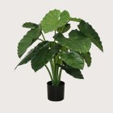 Umělá rostlina Alocasia Calidora Green 80 cm